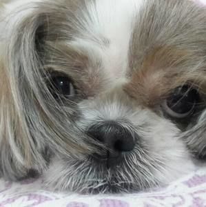 Meet your Posher, Bora